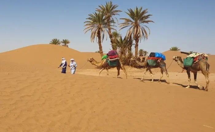 Three people walking alongside camels in the Moroccan desert during a camel trek.