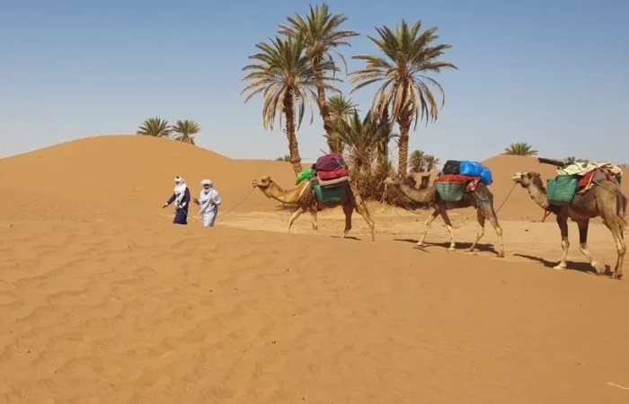 Three people walking alongside camels in the Moroccan desert during a camel trek.