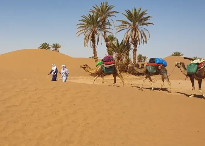 Three people walking alongside camels in the Moroccan desert during a camel trek.