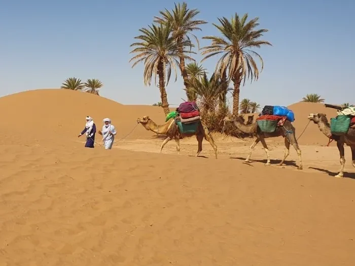 Three people walking alongside camels in the Moroccan desert during a camel trek.