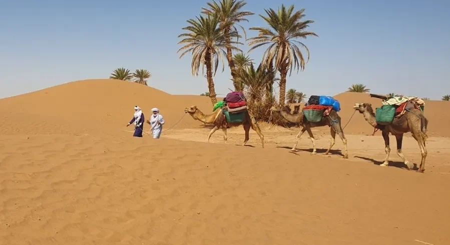 Three people walking alongside camels in the Moroccan desert during a camel trek.