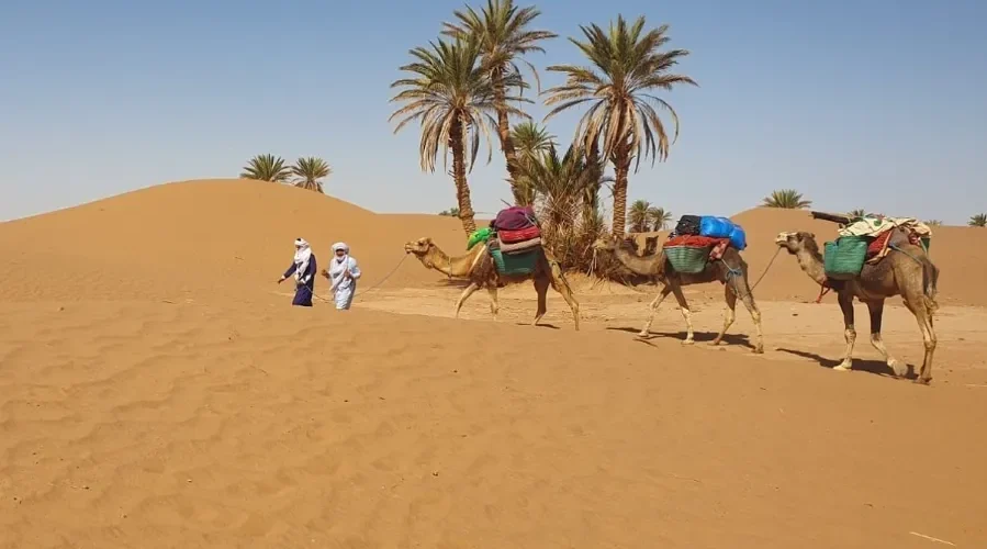 Three people walking alongside camels in the Moroccan desert during a camel trek.