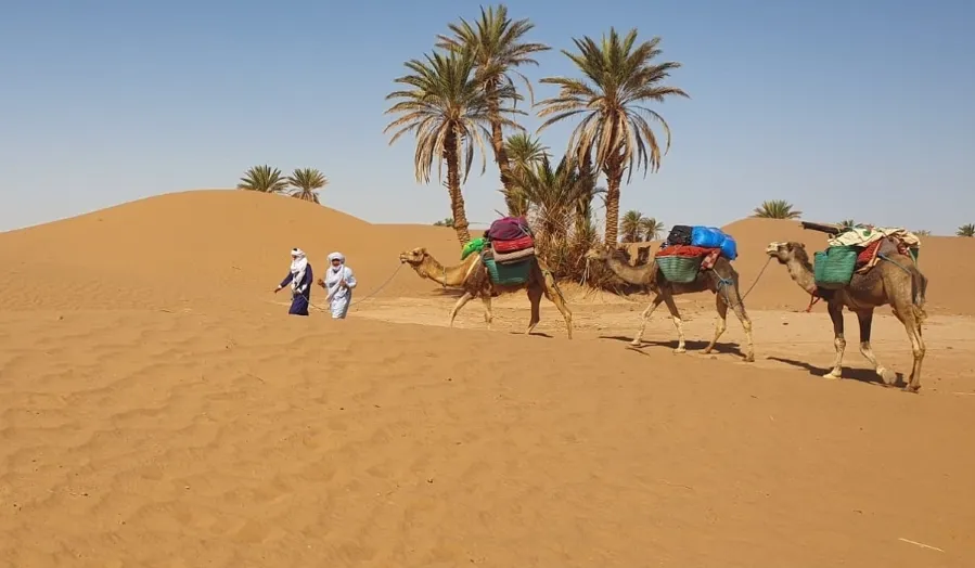 Three people walking alongside camels in the Moroccan desert during a camel trek.