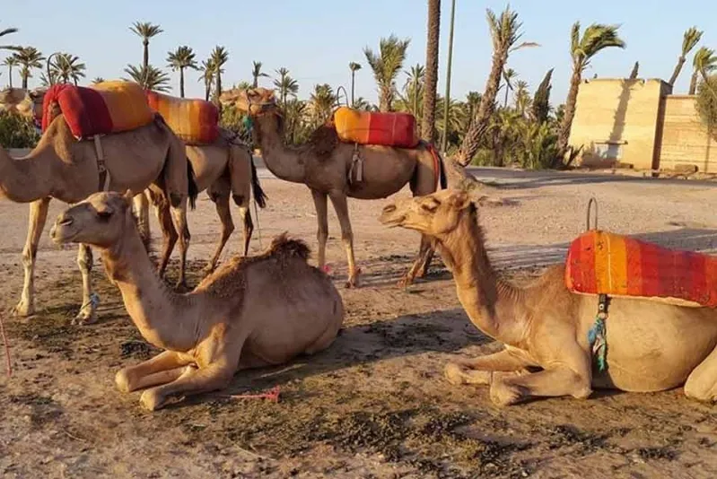 Camels with saddle bags standing in the desert, with a backdrop of a hot air balloon ride in Morocco.