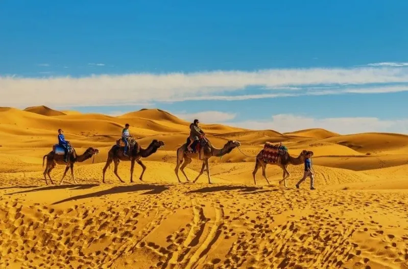 Camels walking through the Sahara Desert during the Fes to Marrakech Desert Tour, showcasing the vast sandy landscape.
