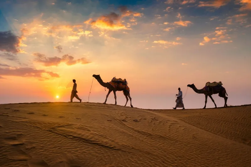 Camels walking in the desert at sunset, showcasing the beauty of luxury private tours in Morocco.