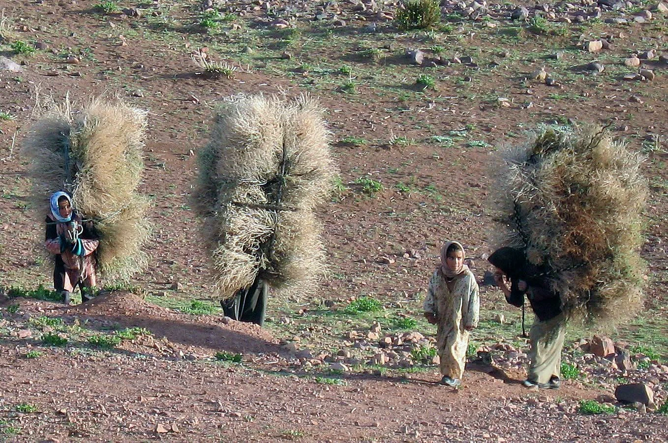 Nomadic women carrying bundles of hay in the Moroccan countryside