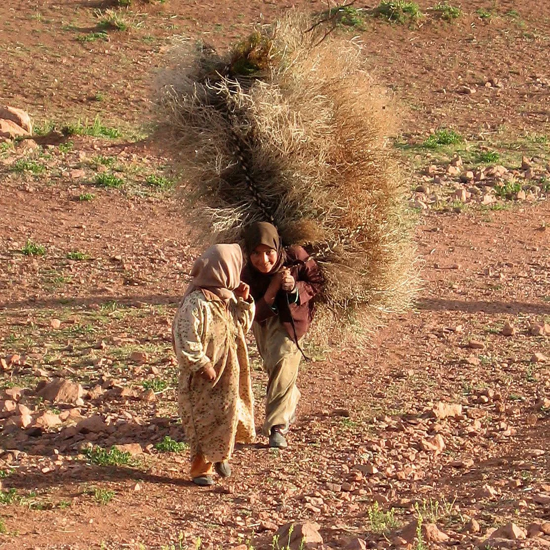 Moroccan nomadic women carrying hay across the pastures