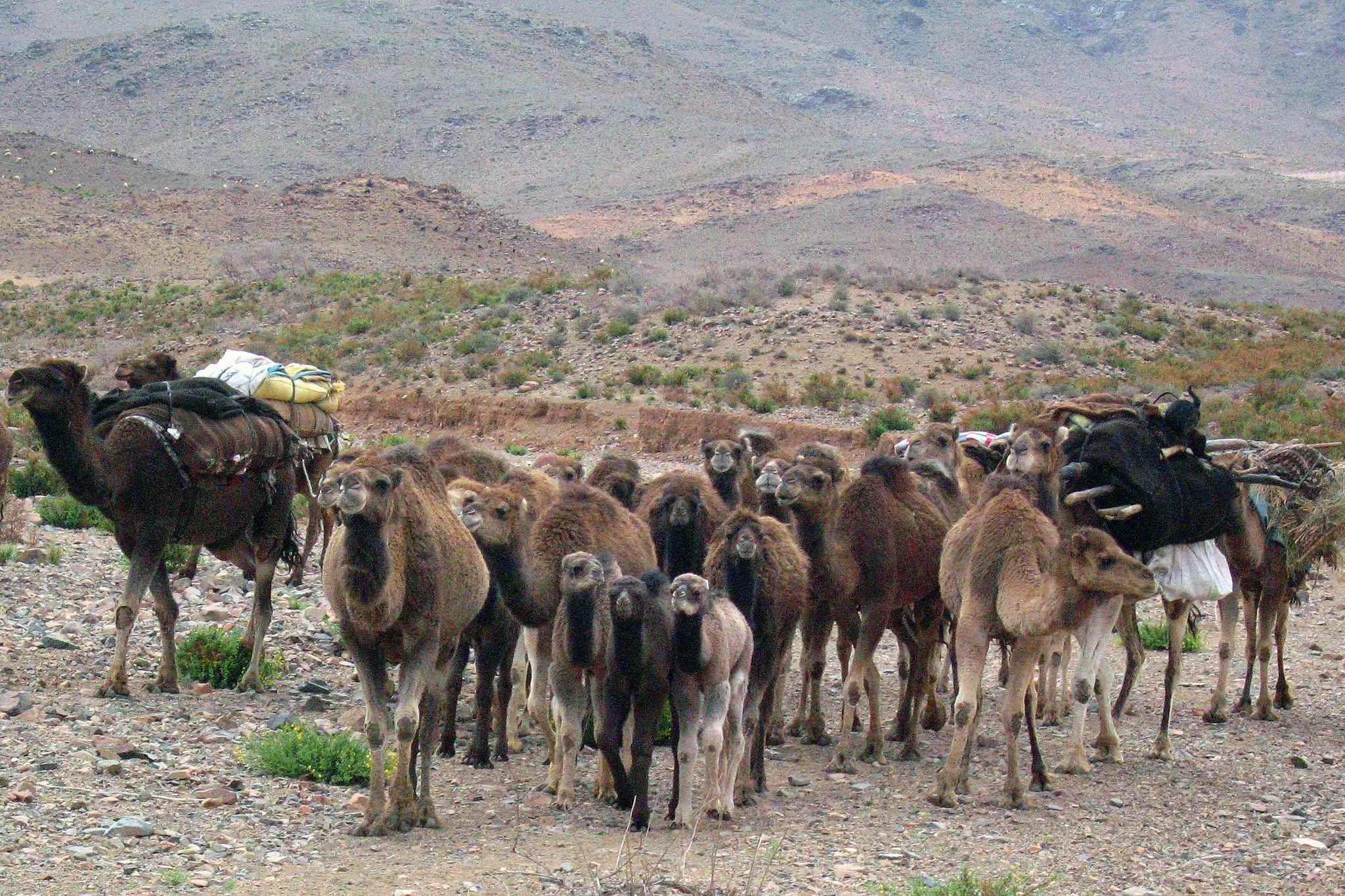 Camels resting near a nomadic camp in Morocco