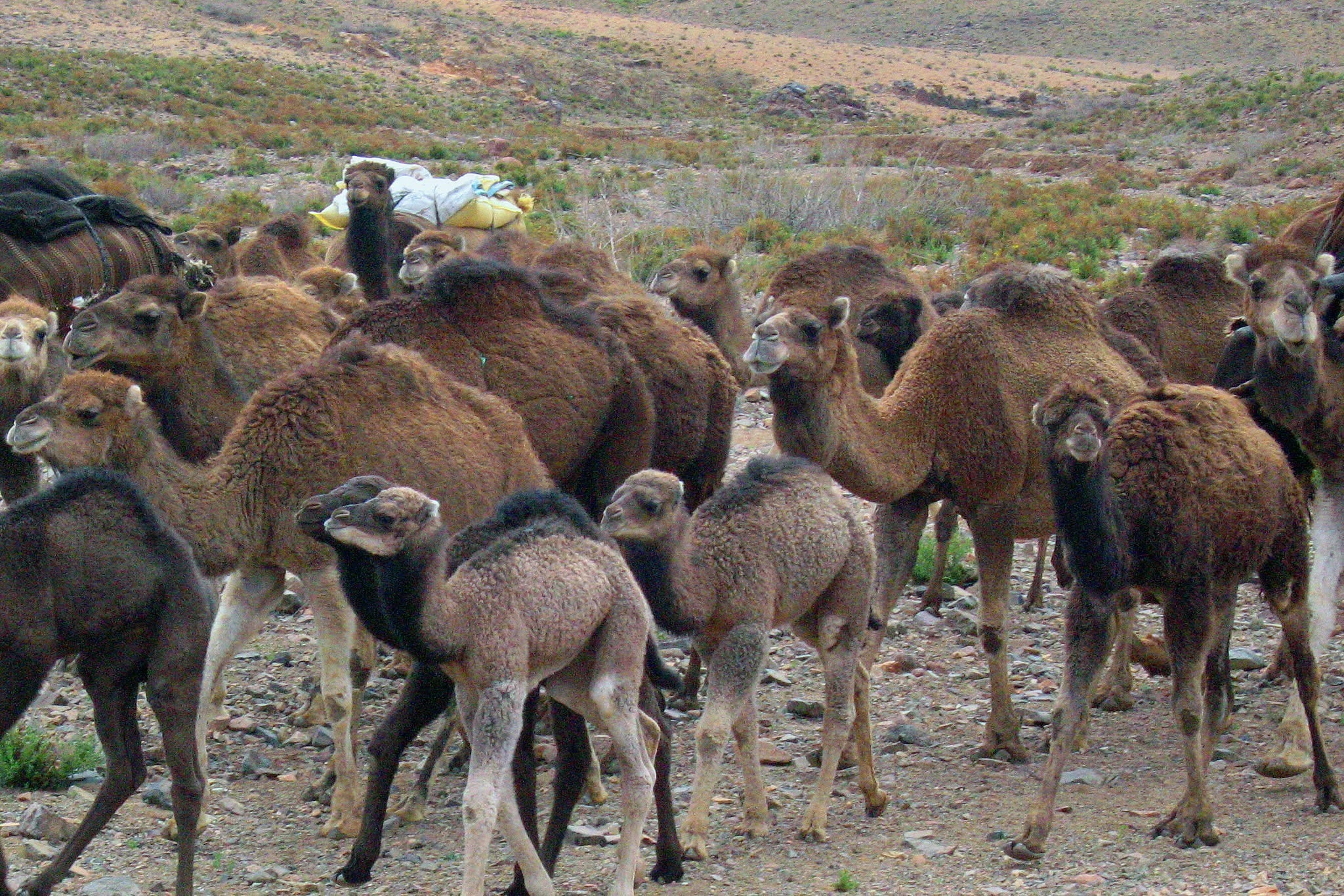 Nomadic herder with camels in the Moroccan desert