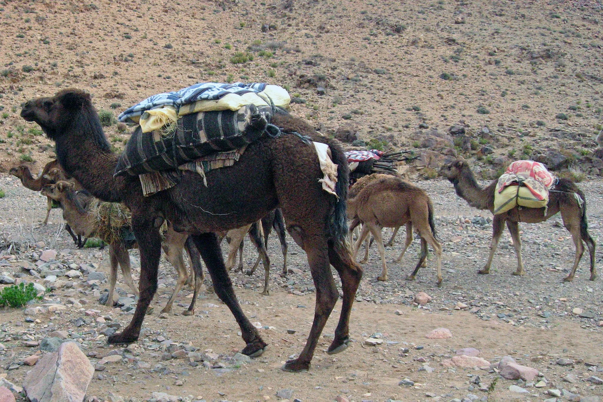 Camels grazing in the traditional nomadic life of Morocco