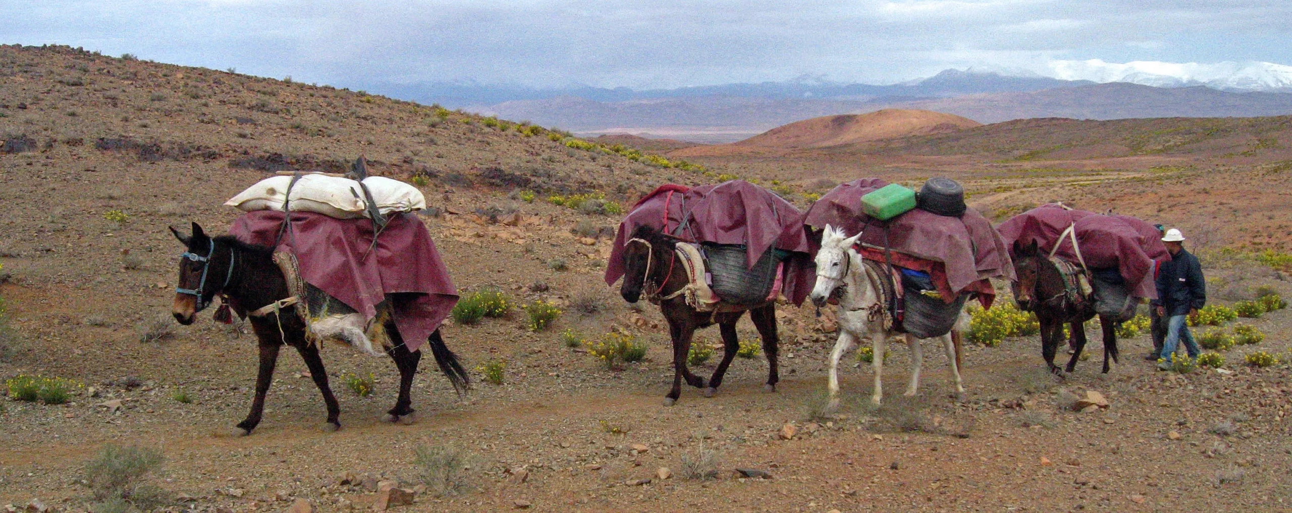 Nomadic caravan crossing a mountain landscape in Morocco with loaded camels and herders