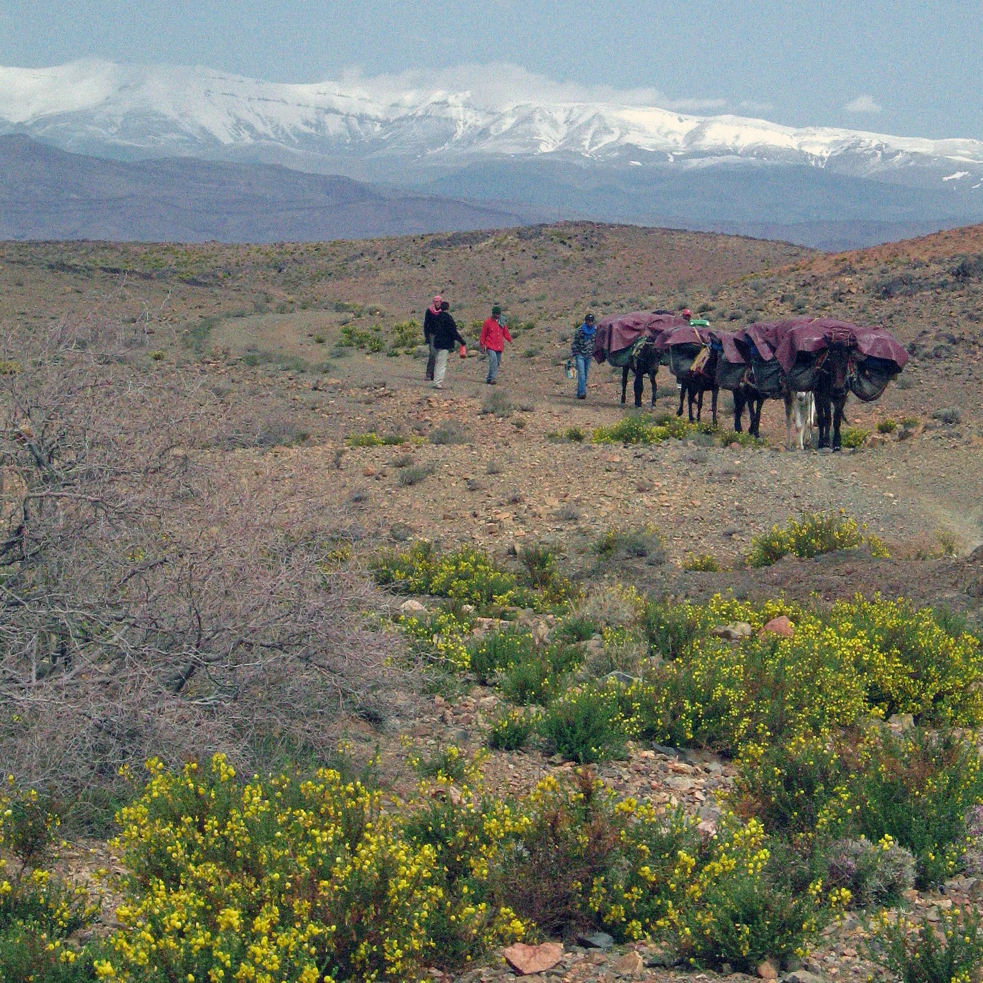 Moroccan nomads leading their caravan across rocky terrain
