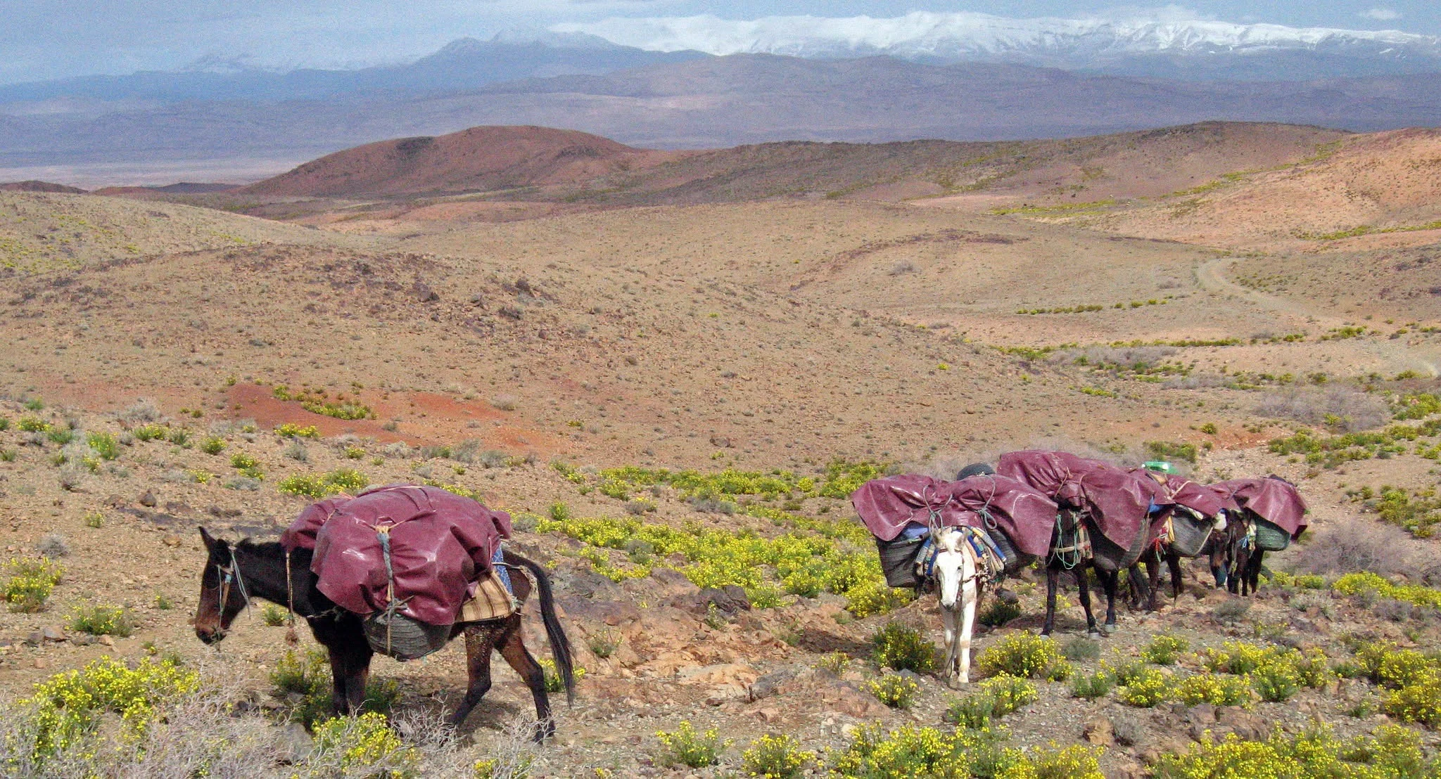 Camels and herders on the seasonal migration route in Morocco