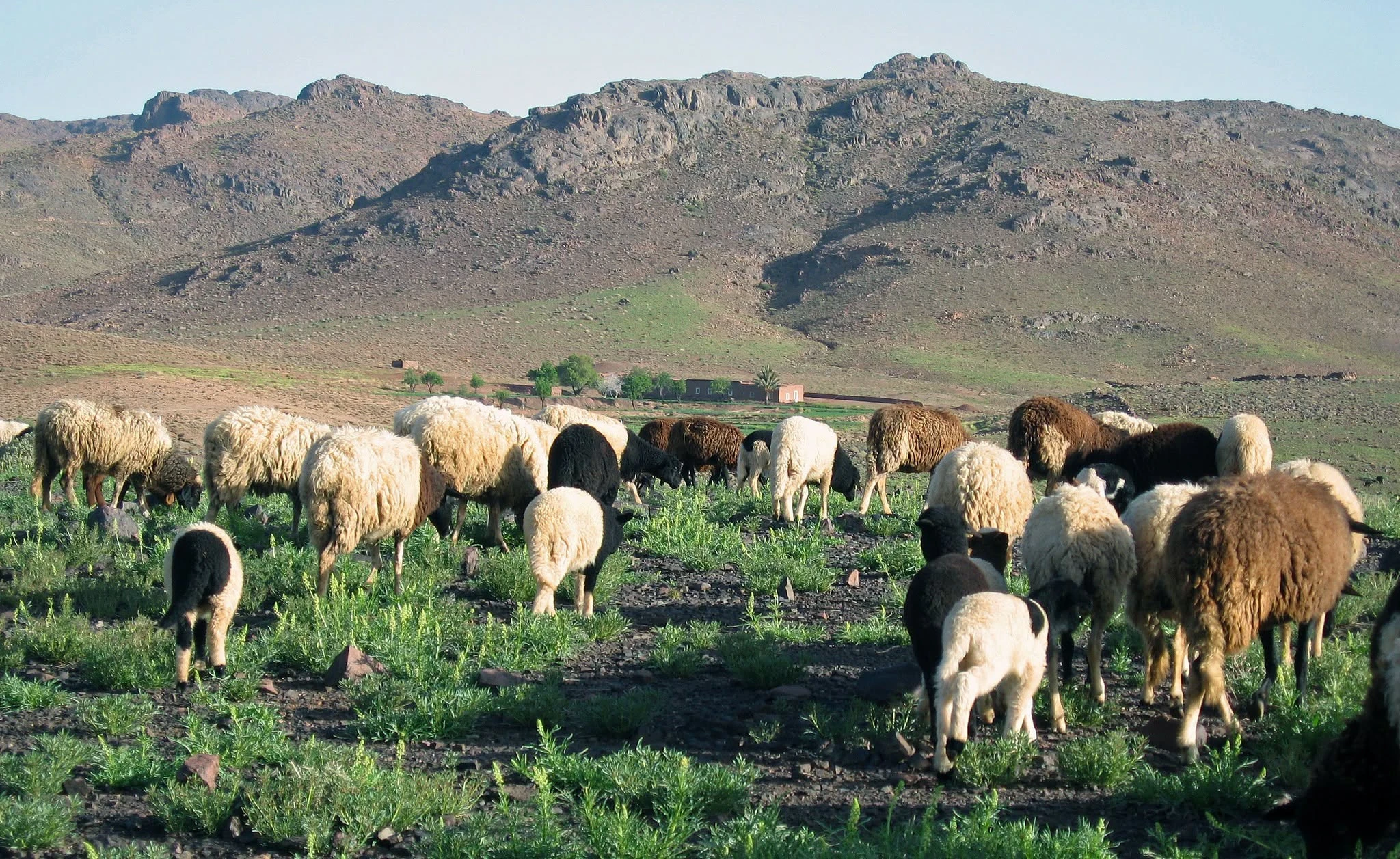 Nomadic shepherding in the Moroccan mountain pastures with a herd of goats